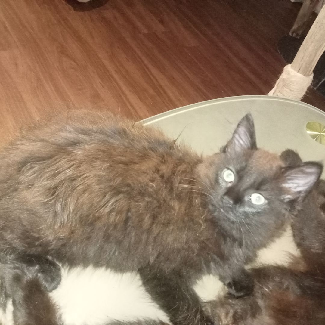 Main-coons kittis zu verkaufen