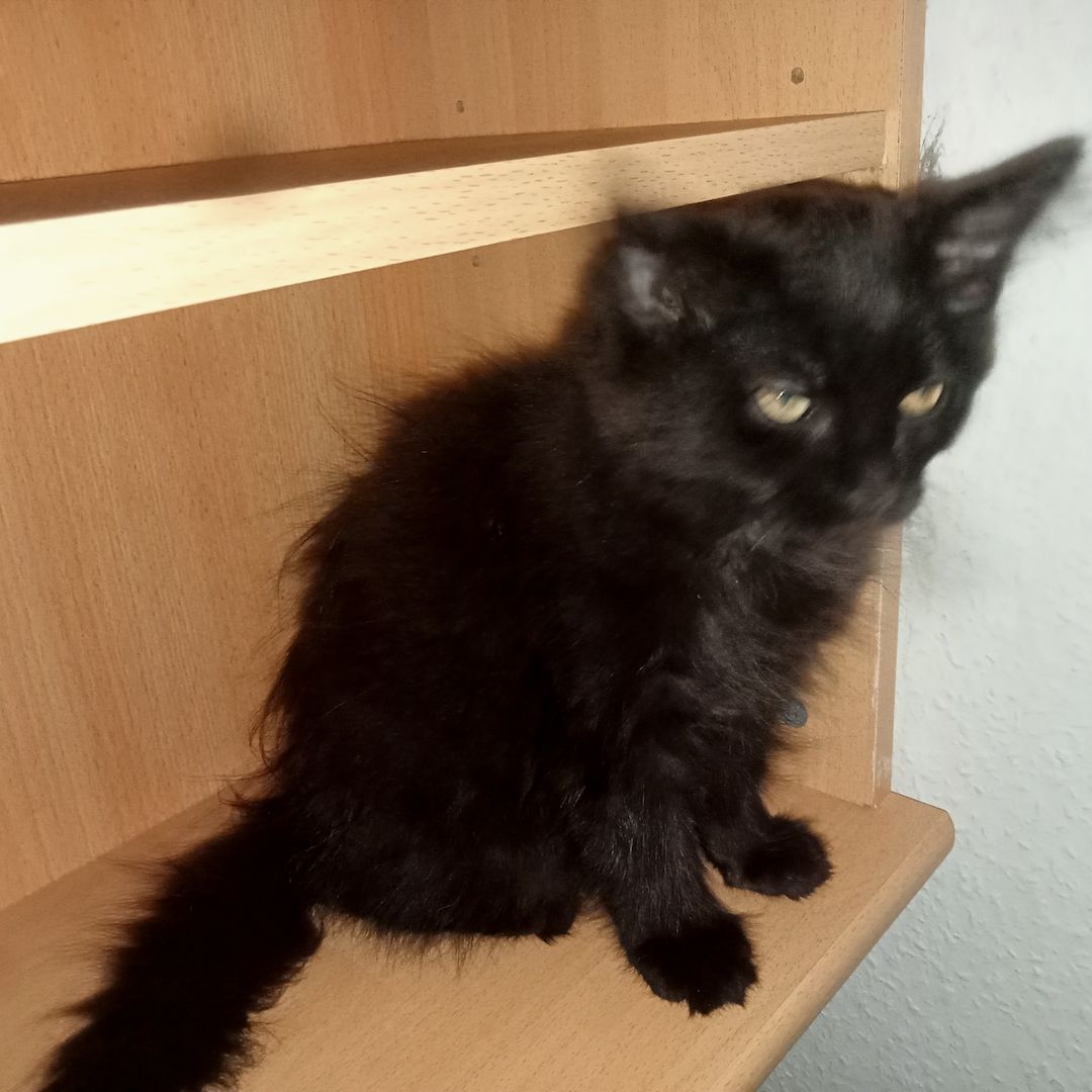 Main-coons kittis zu verkaufen