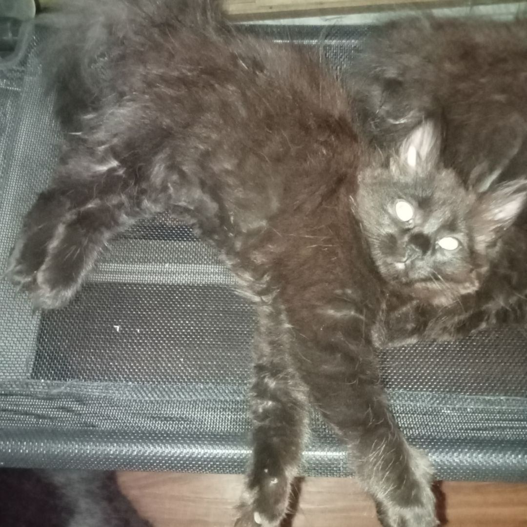 Main-coons kittis zu verkaufen