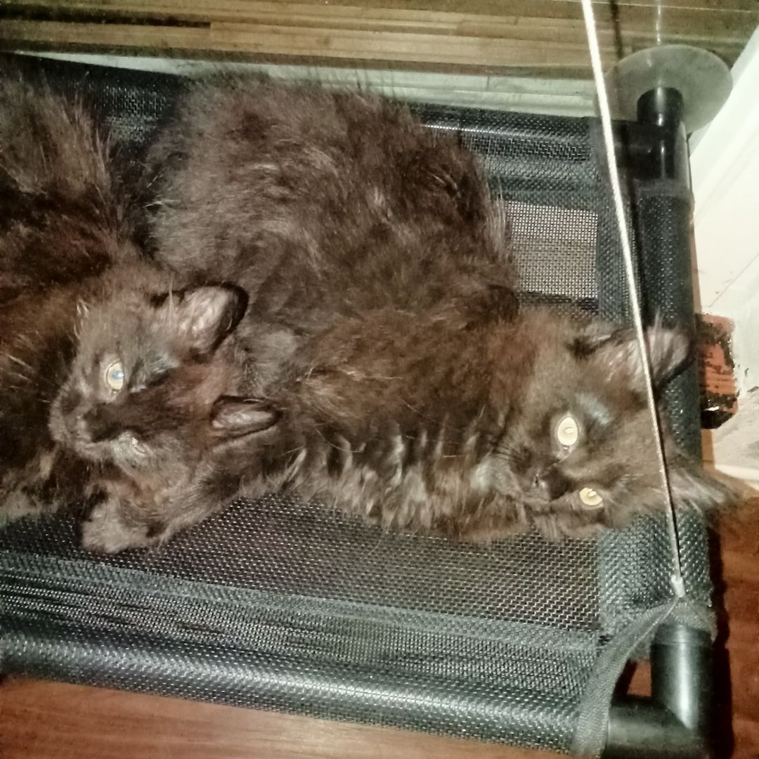 Main-coons kittis zu verkaufen