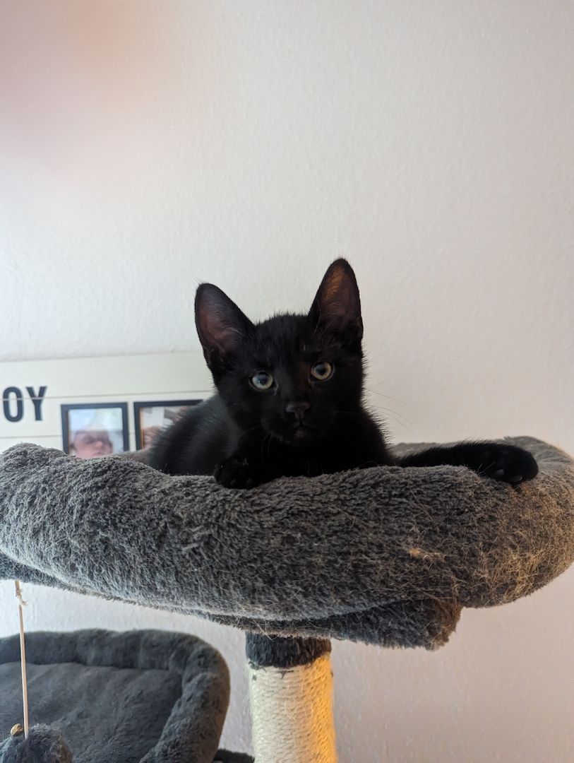 Vier süße Mäuse suchen ein liebevolles zu Hause