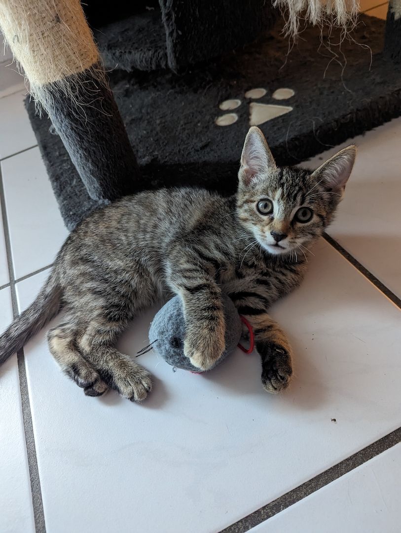 Vier süße Mäuse suchen ein liebevolles zu Hause