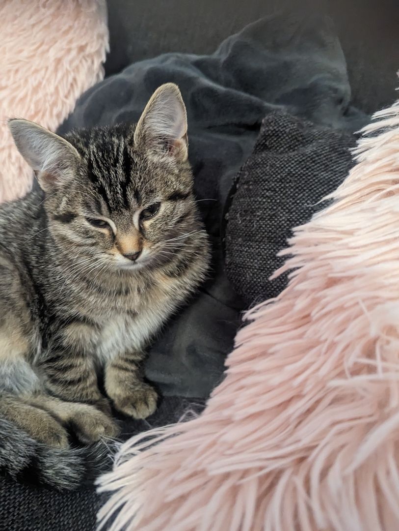 Vier süße Mäuse suchen ein liebevolles zu Hause