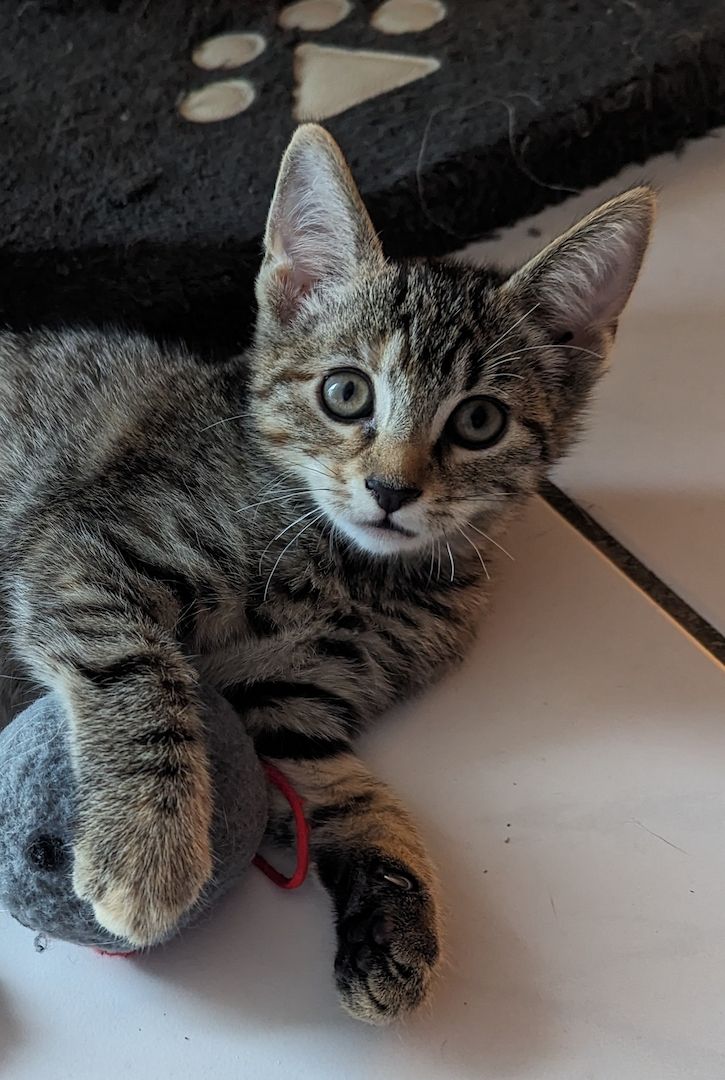 Vier süße Mäuse suchen ein liebevolles zu Hause