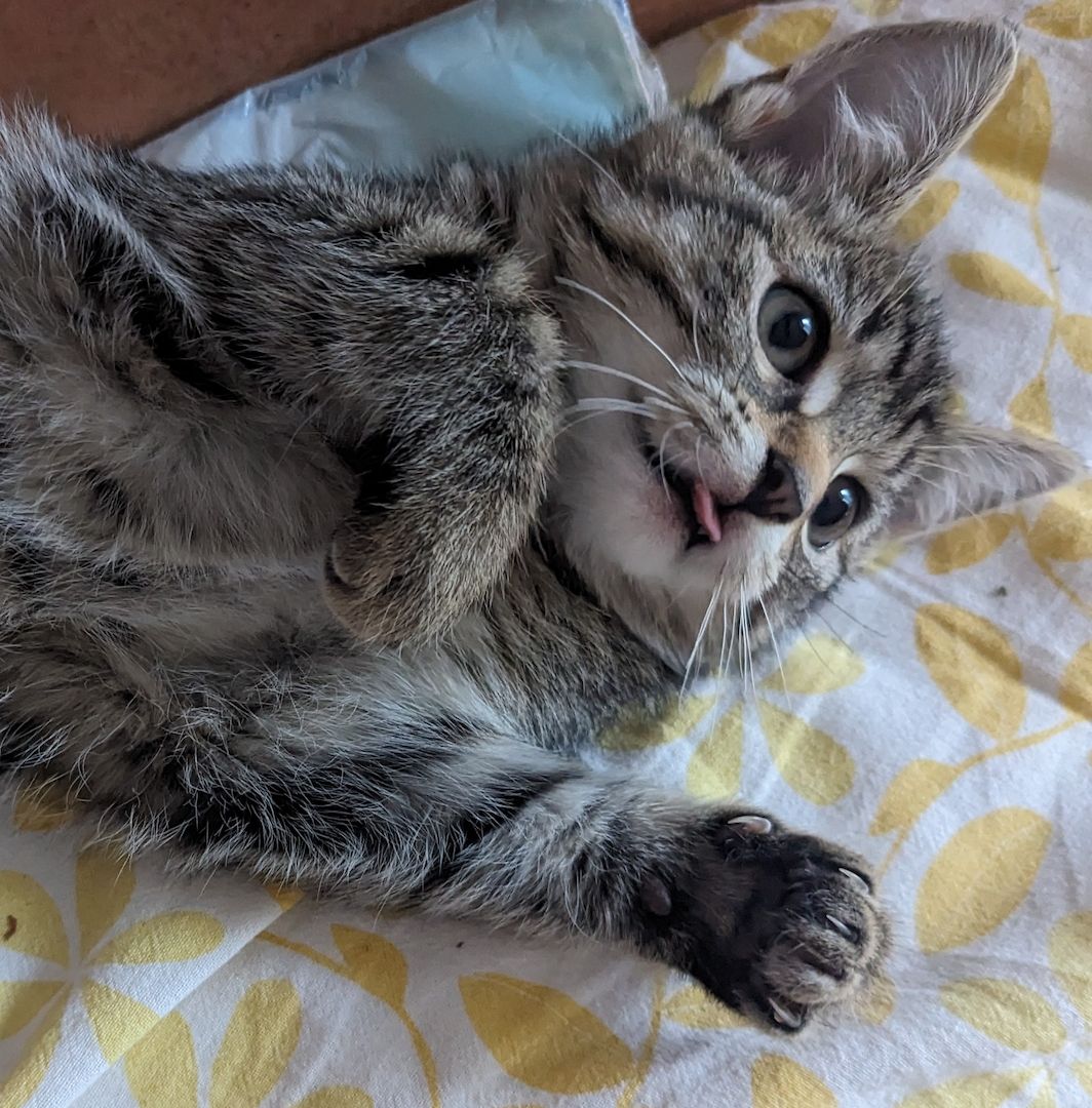 Vier süße Mäuse suchen ein liebevolles zu Hause