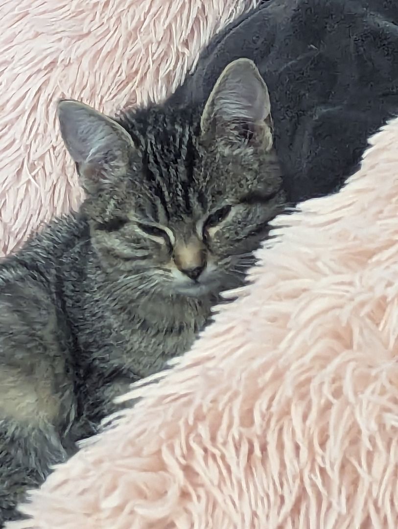 Vier süße Mäuse suchen ein liebevolles zu Hause