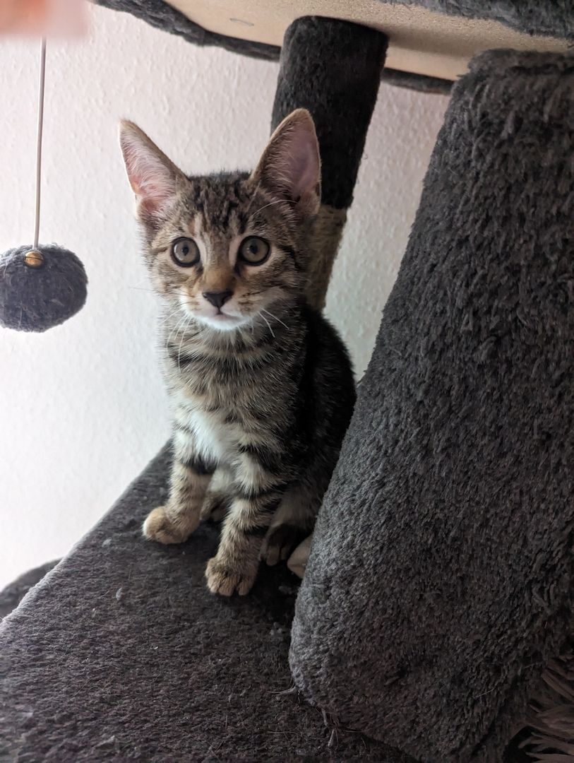 Vier süße Mäuse suchen ein liebevolles zu Hause