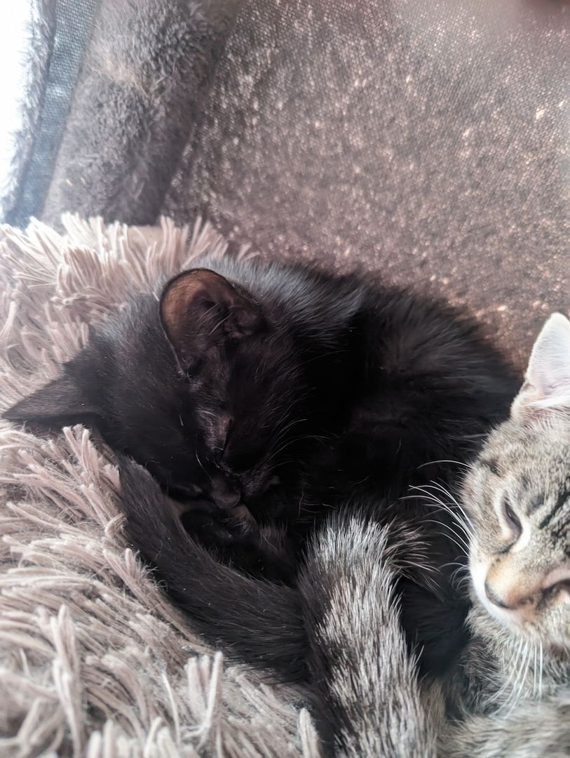 Vier süße Mäuse suchen ein liebevolles zu Hause