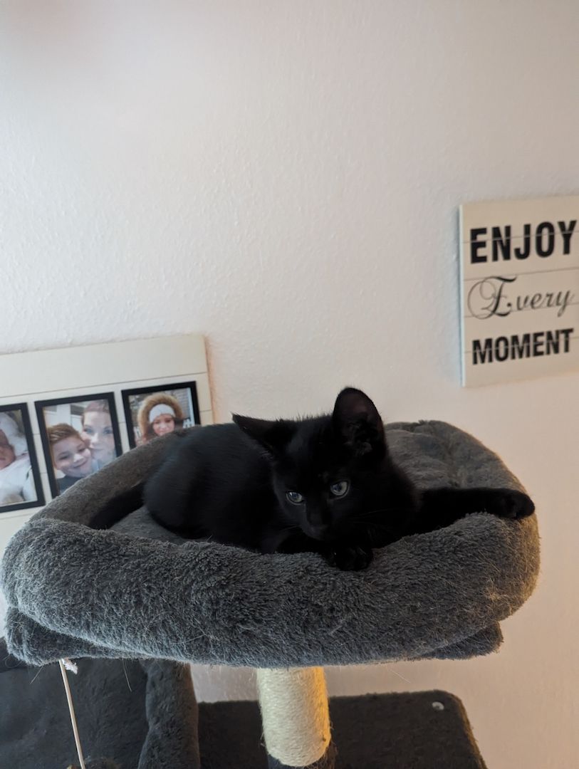 Vier süße Mäuse suchen ein liebevolles zu Hause