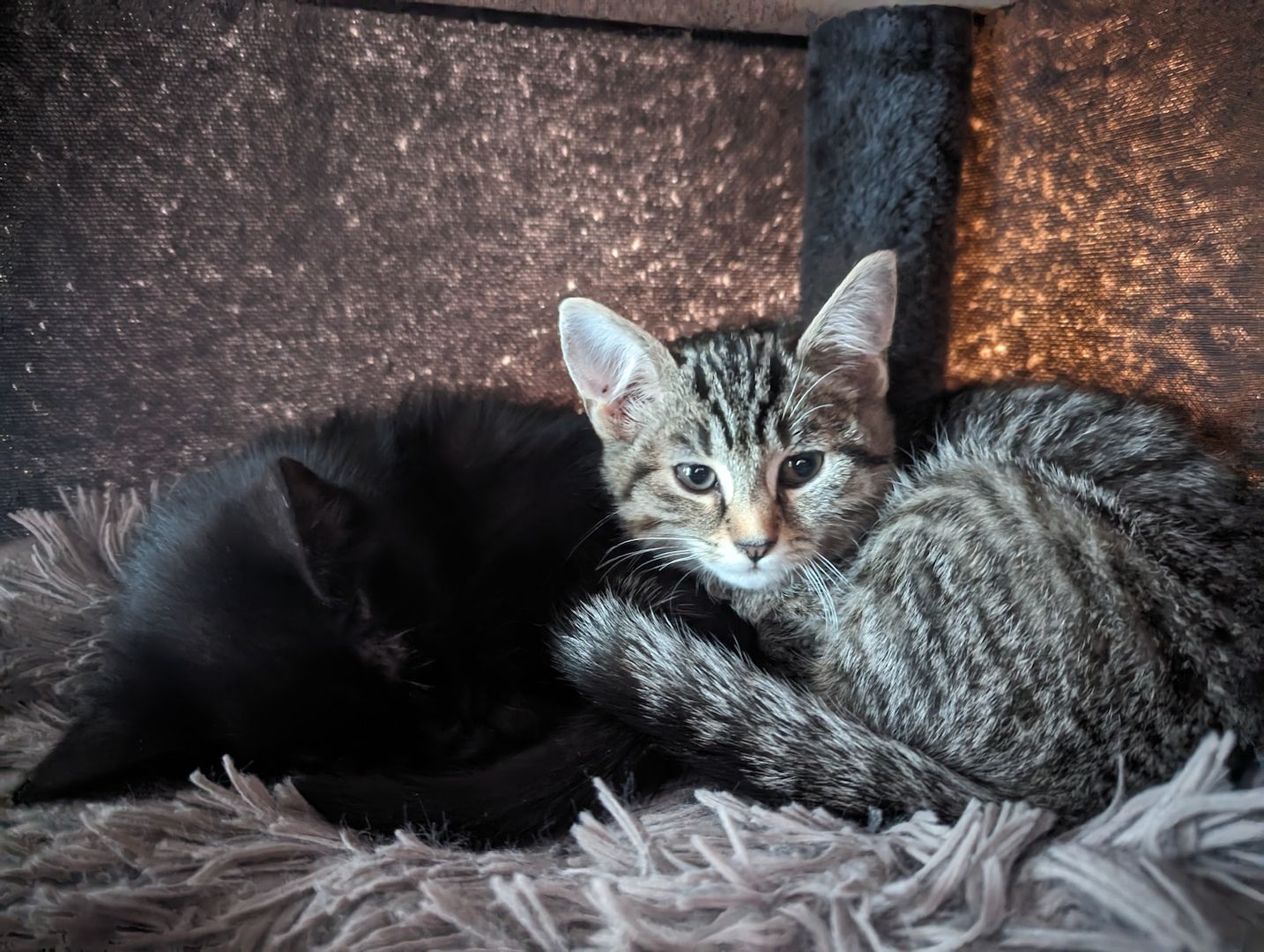 Vier süße Mäuse suchen ein liebevolles zu Hause