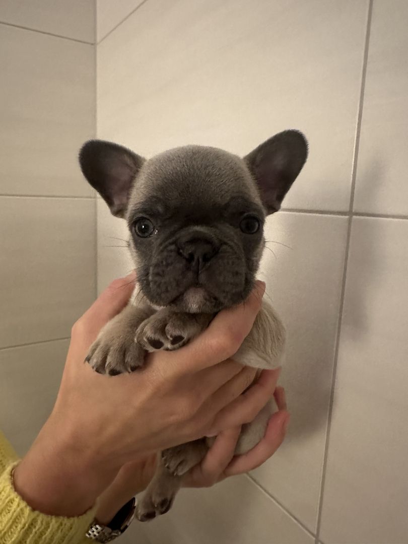 Französische Bulldogge Französische Bulldogge