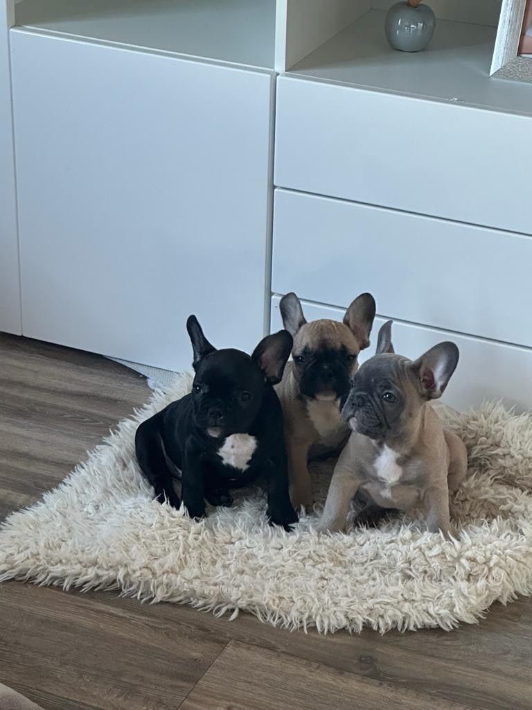 Französische Bulldogge Französische Bulldogge