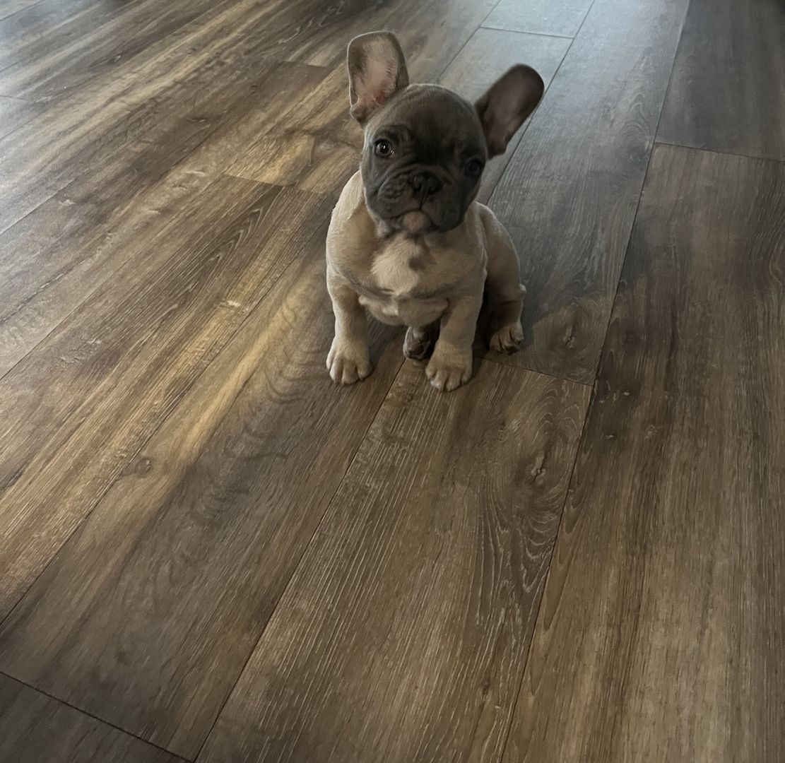 Französische Bulldogge Französische Bulldogge