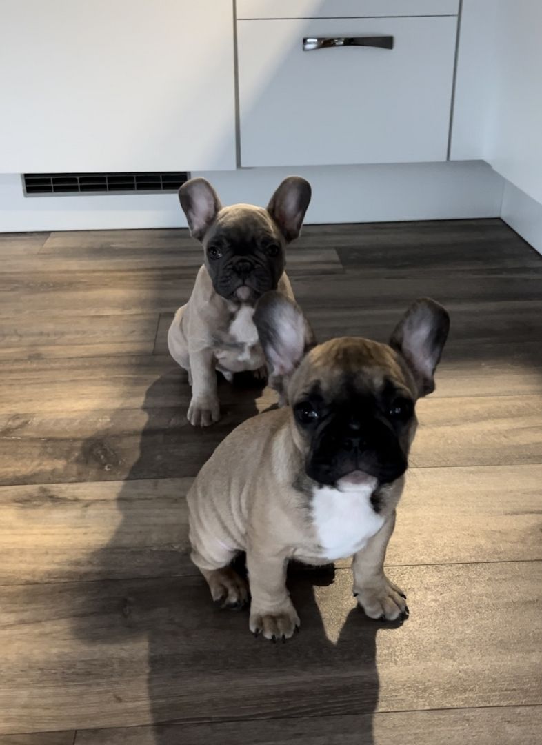 Französische Bulldogge Französische Bulldogge