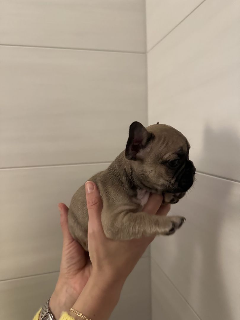 Französische Bulldogge Französische Bulldogge