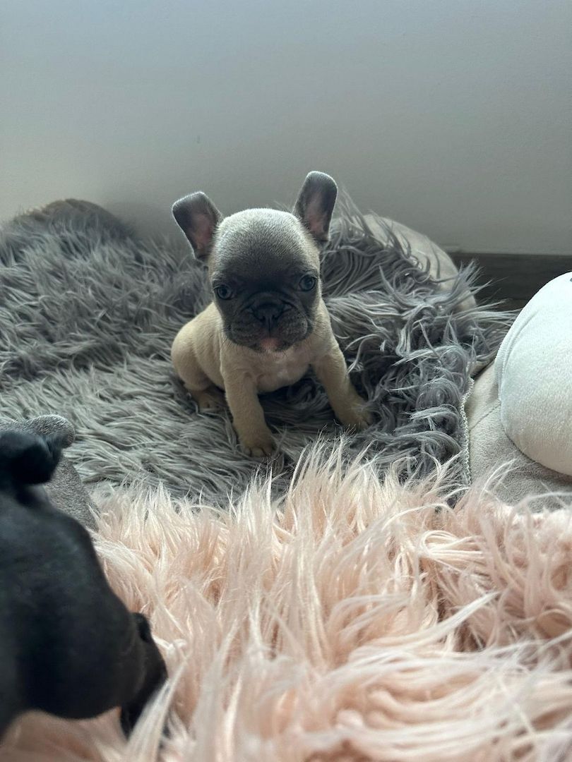 Französische Bulldogge Französische Bulldogge