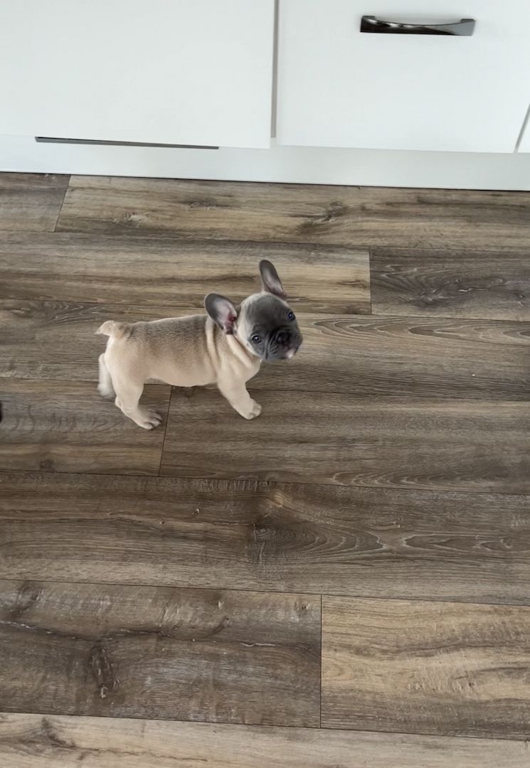 Französische Bulldogge Französische Bulldogge