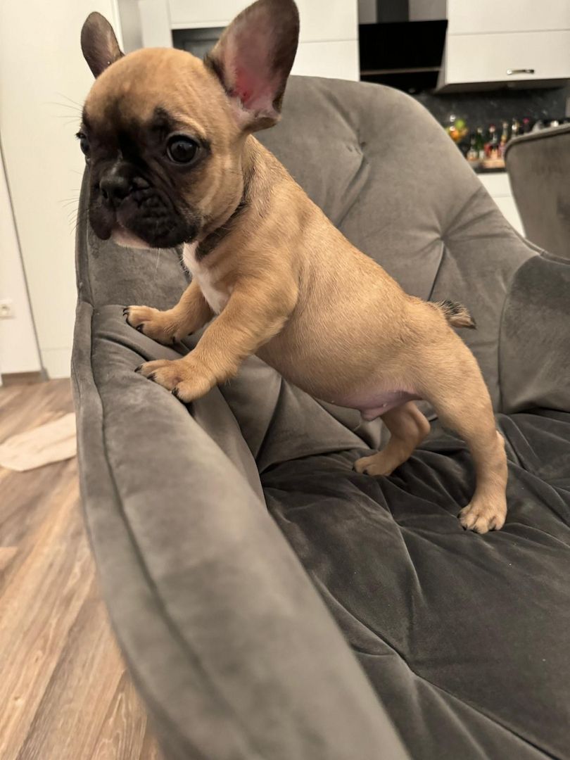 Französische Bulldogge Französische Bulldogge