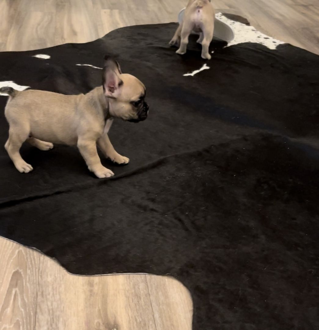 Französische Bulldogge Französische Bulldogge