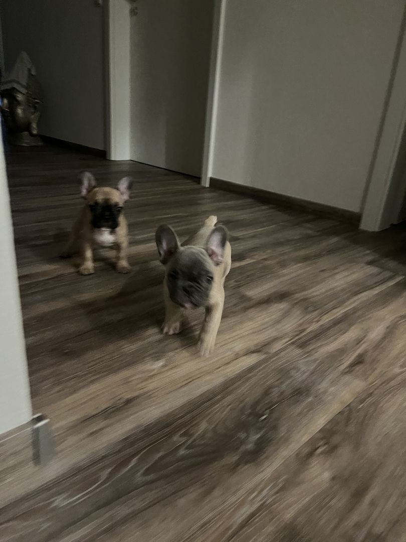 Französische Bulldogge Französische Bulldogge