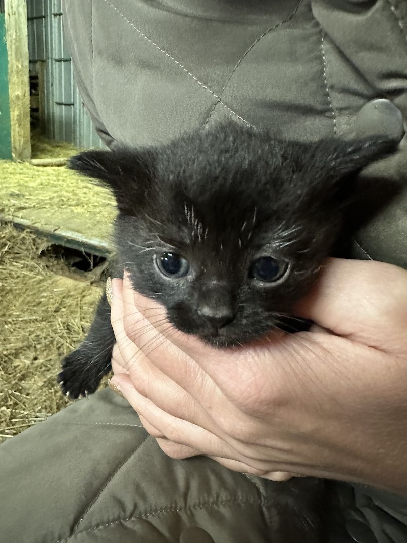 Kätzchen sucht ein zu Hause