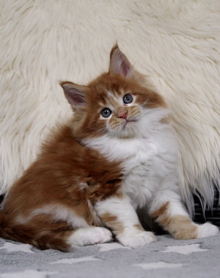 Bildschönes und sehr Typvolles MAINE COON Katerchen sucht Kuschelplatz