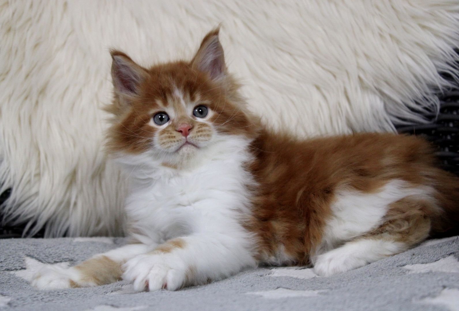 Bildschönes und sehr Typvolles MAINE COON Katerchen sucht Kuschelplatz