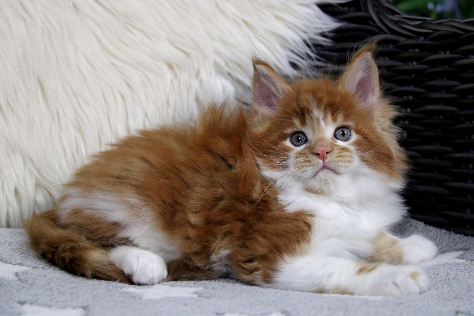 Bildschönes und sehr Typvolles MAINE COON Katerchen sucht Kuschelplatz