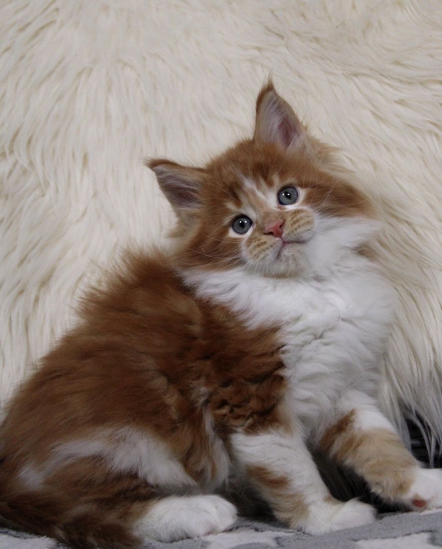 Bildschönes und sehr Typvolles MAINE COON Katerchen sucht Kuschelplatz