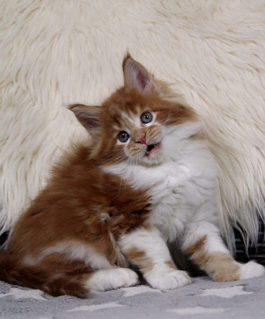 Bildschönes und sehr Typvolles MAINE COON Katerchen sucht Kuschelplatz