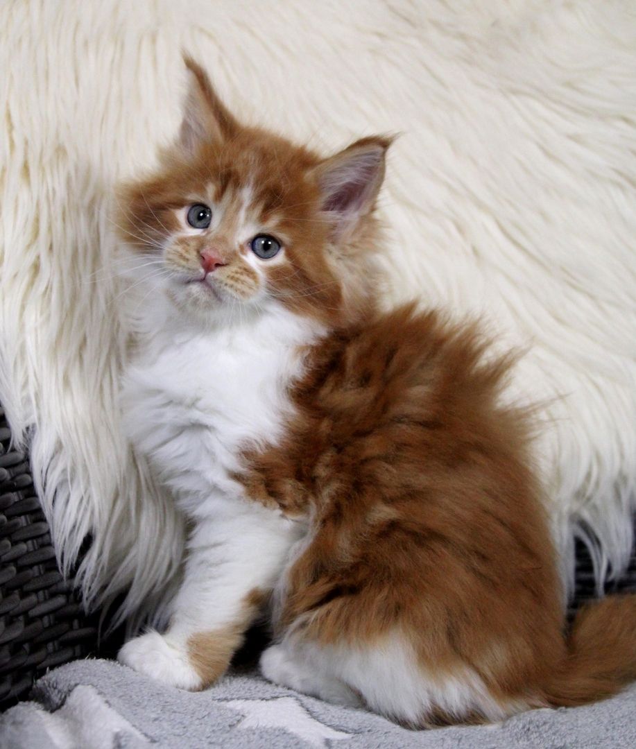 Bildschönes und sehr Typvolles MAINE COON Katerchen sucht Kuschelplatz