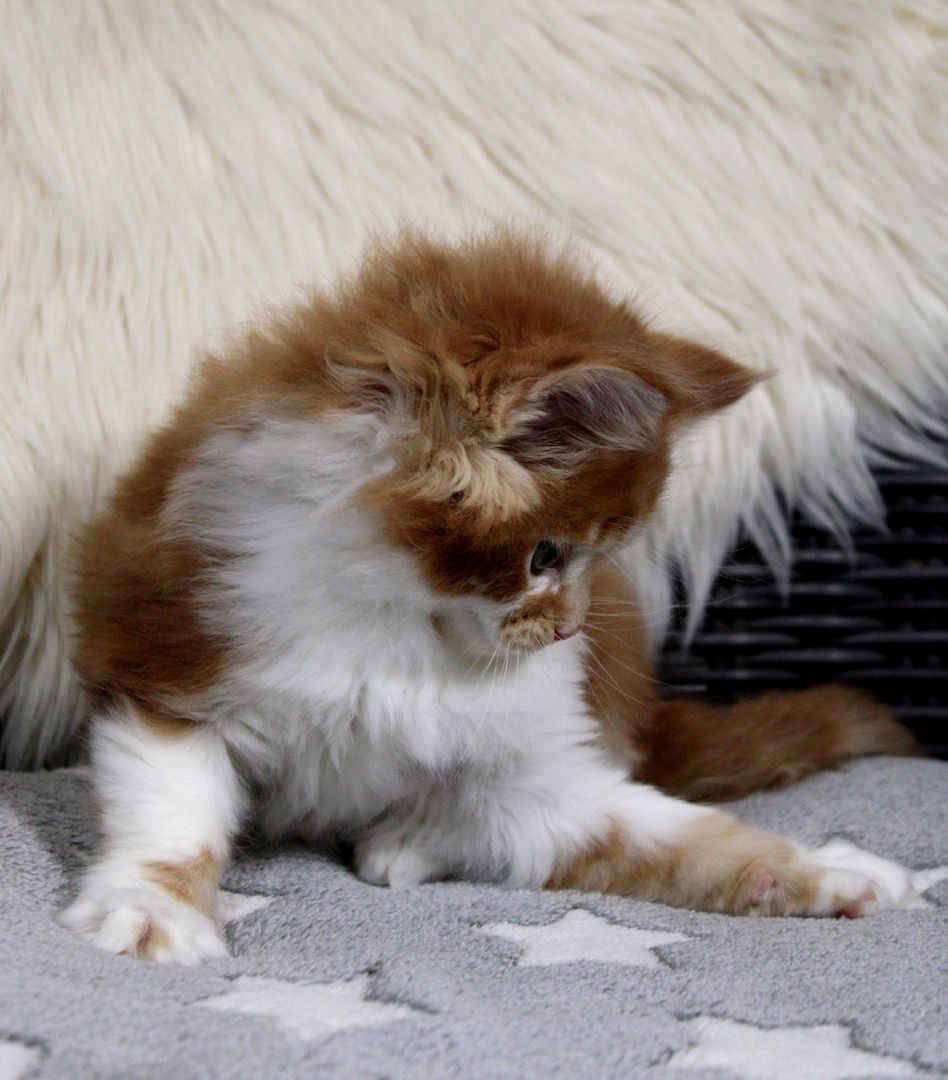 Bildschönes und sehr Typvolles MAINE COON Katerchen sucht Kuschelplatz