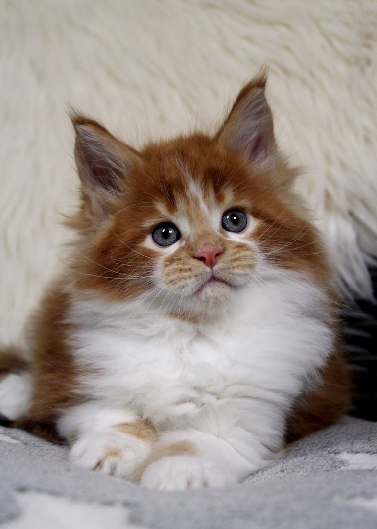 Bildschönes und sehr Typvolles MAINE COON Katerchen sucht Kuschelplatz
