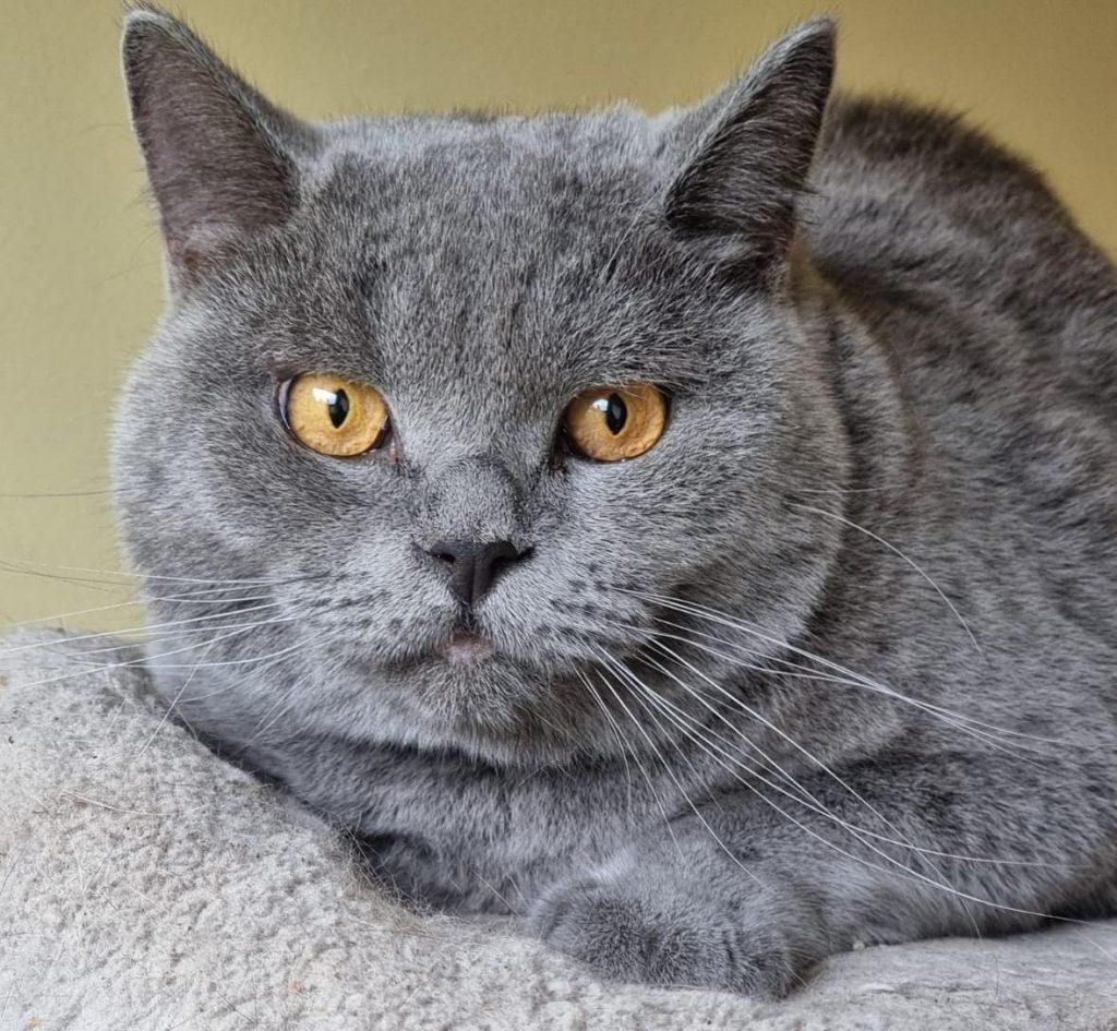 Traum Kater BKH 2,5 Jahre kastriert aus liebevoller Hobbyzucht Traum Kater BKH 2,5 Jahre kastriert aus liebevoller Hobbyzucht