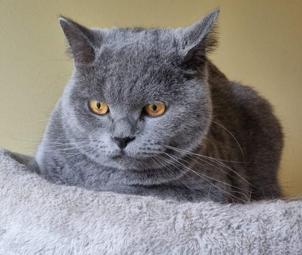 Traum Kater BKH 2,5 Jahre kastriert aus liebevoller Hobbyzucht Traum Kater BKH 2,5 Jahre kastriert aus liebevoller Hobbyzucht