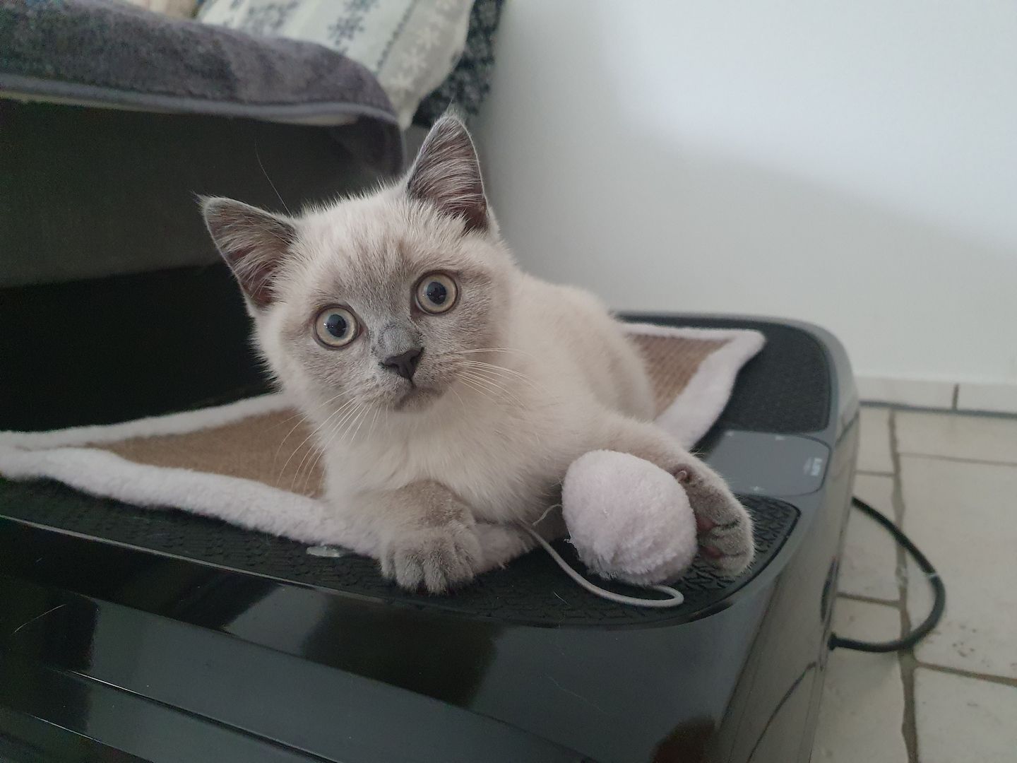 BKH Mädchen blue point