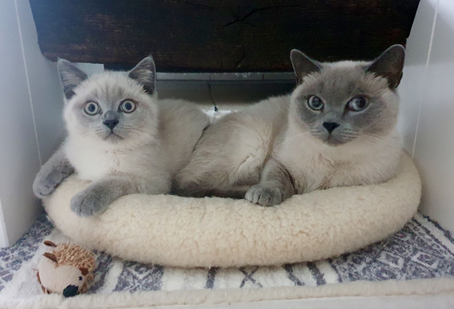 BKH Mädchen blue point