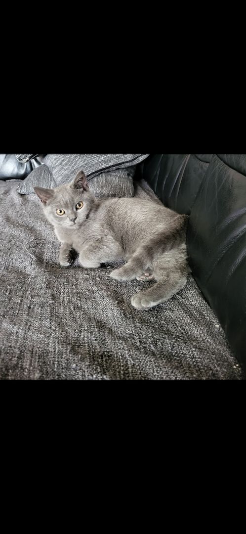 Bkh Kitten, Katzen Bkh Kitten, Katzen