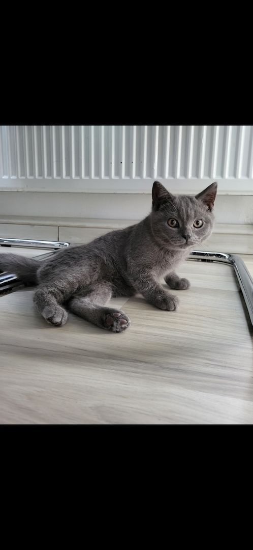 Bkh Kitten, Katzen Bkh Kitten, Katzen