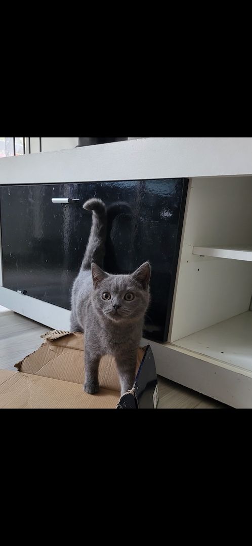 Bkh Kitten, Katzen Bkh Kitten, Katzen