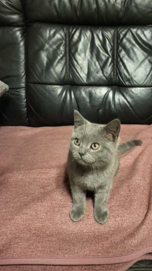 Bkh Kitten, Katzen Bkh Kitten, Katzen