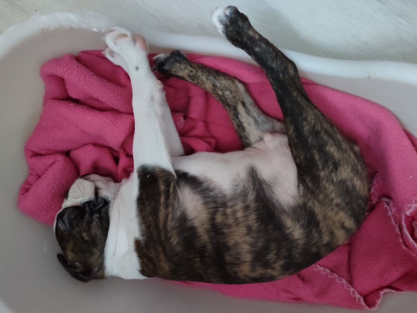 2 zuckersüße Boston Terrier Welpen Rüden