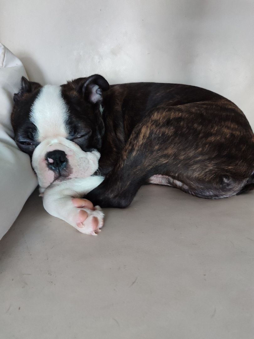 2 zuckersüße Boston Terrier Welpen Rüden