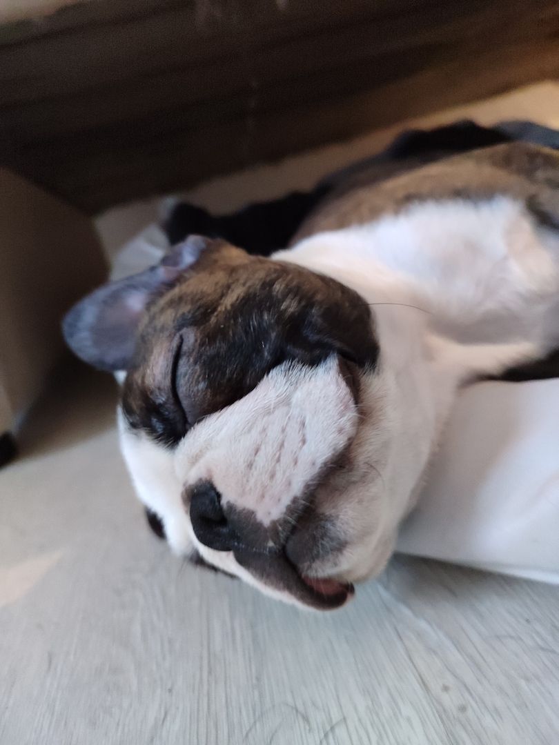 2 zuckersüße Boston Terrier Welpen Rüden