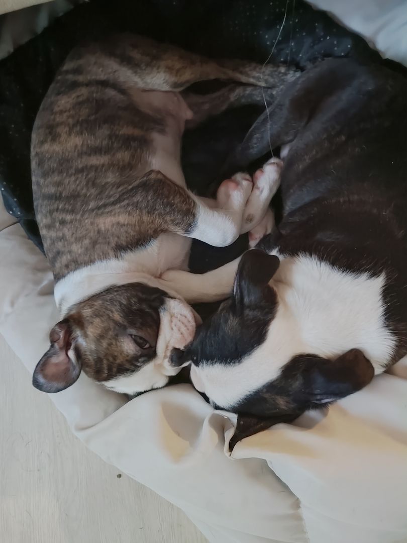 2 zuckersüße Boston Terrier Welpen Rüden