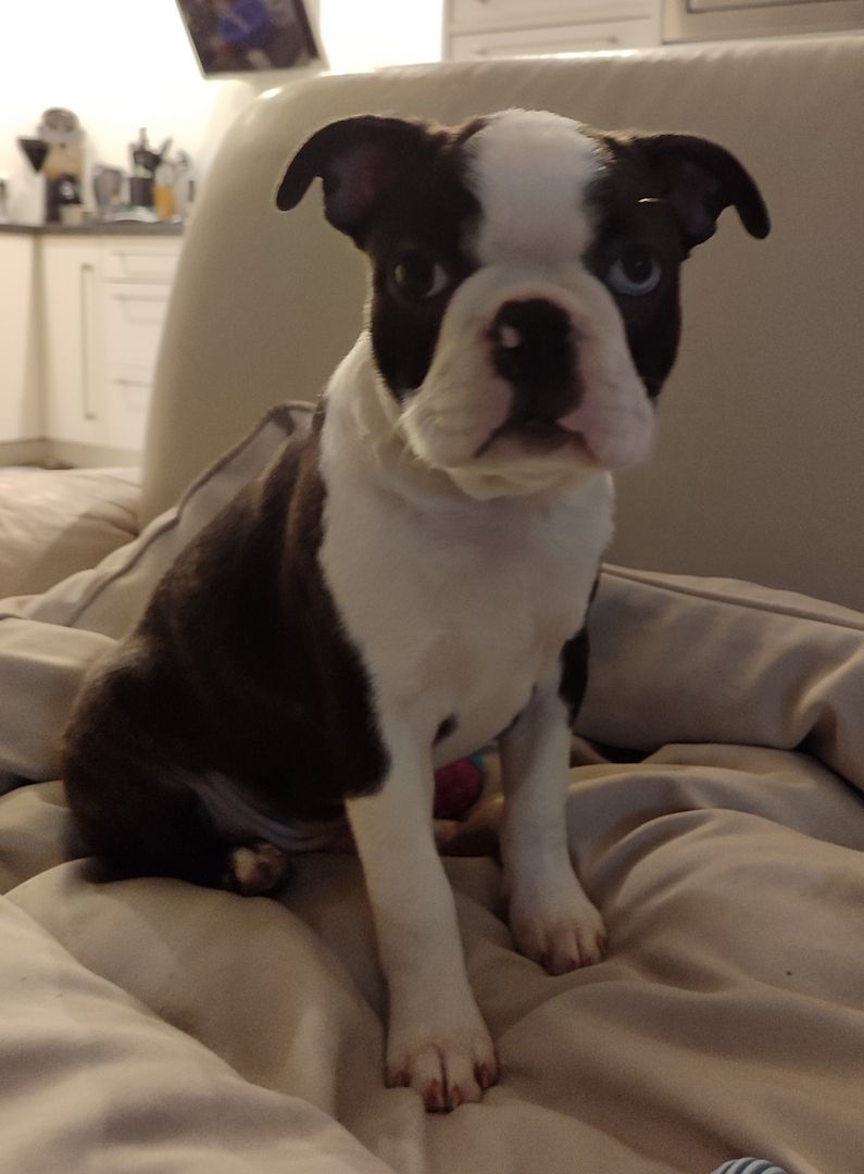 2 zuckersüße Boston Terrier Welpen Rüden