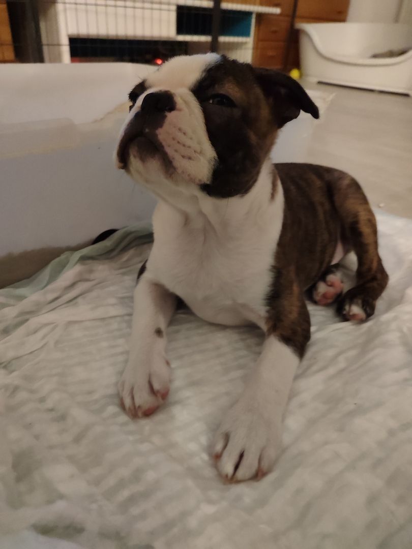 2 zuckersüße Boston Terrier Welpen Rüden