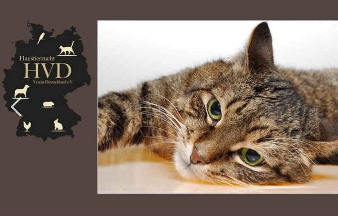 Rassekatzenverein, Katzenverein, Katzenclub,  Verein für Katzenzüchter, HVD e.V.