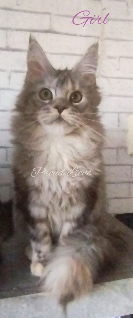 Maine Coon mit Stammbaum Maine Coon mit Stammbaum