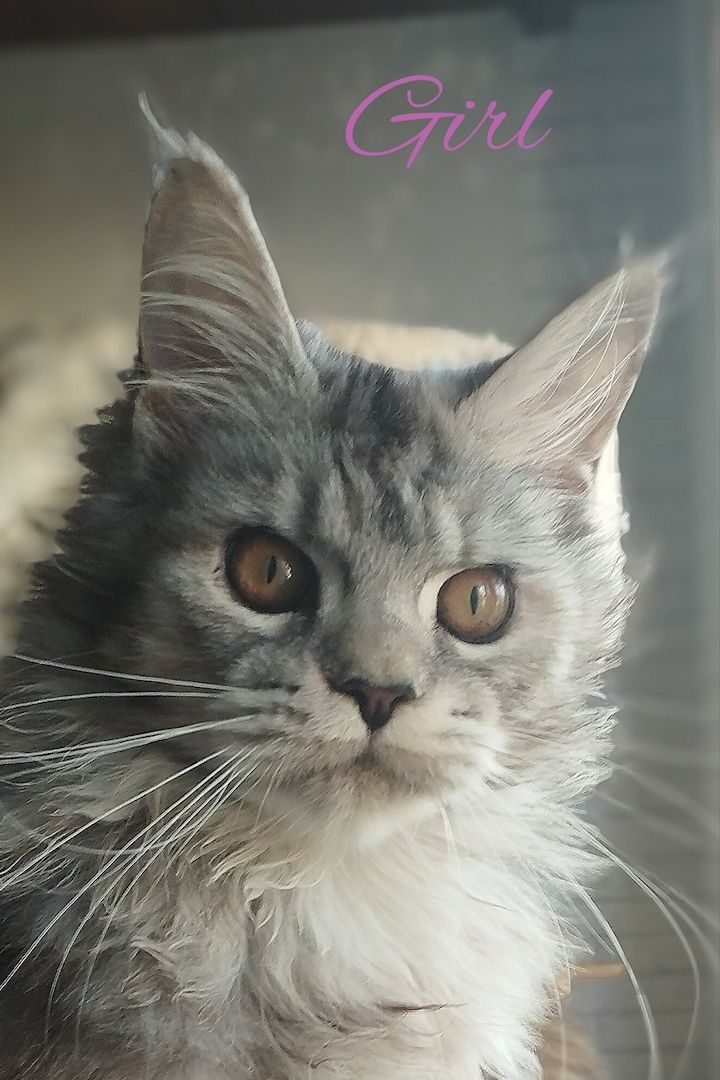 Maine Coon mit Stammbaum